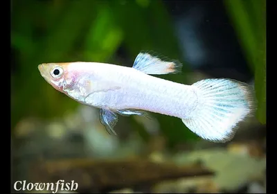 Guppy Poecilia Reticulata Красочные Радуги Тропических Аквариумных Рыб —  стоковые фотографии и другие картинки Гуппи - рыба - iStock