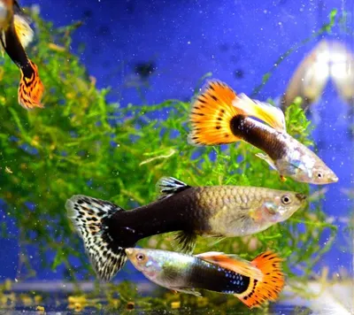 5 PAIR - Live Aquarium Guppy Fish High Quality - HB Blue - USA SELLER | eBay