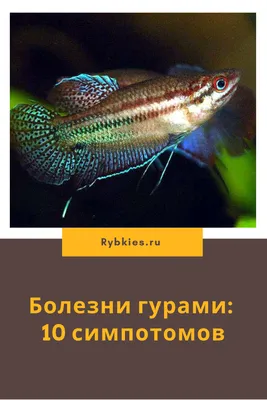 Медовый гурами купить аквариумную рыбку с доставкой по Украине - ИМ  Акварыбки