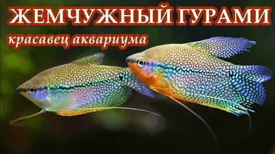 Гурами жемчужный - Trichogaster leeri (M)