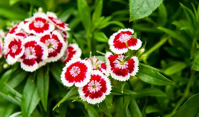 Букет из персиковых гвоздик - заказать доставку цветов в Москве от Leto  Flowers