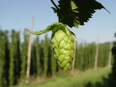 What Are Hops? A Beginner's Guide | Wine Enthusiast