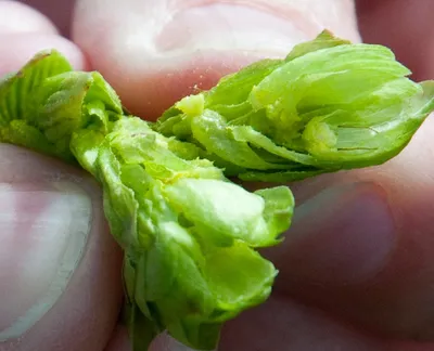 Hopculture