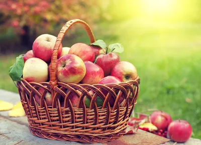 Народные приметы на 19 августа: Яблочный Спас