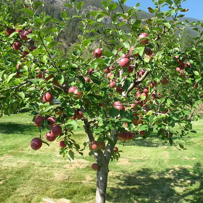 Яблоня - Malus. Уход и выращивание яблони