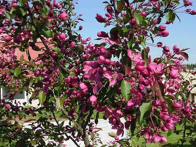 Яблоня Осеннее алое (ЗКС) колонно-компакт — купить в городе Барнаул, цена,  фото — Сияние