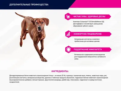 Eukanuba Dog Senior Large Breed (для пожилых собак крупных пород)