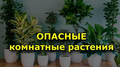 Какие комнатные растения опасны для здоровья