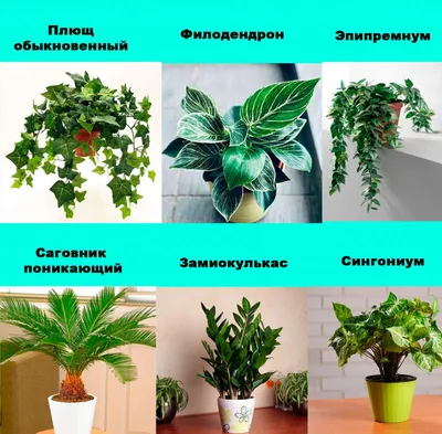 ТОП 13 - Ядовитые комнатные растения для человека и животных. Берегись!🌱