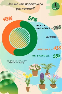 Комнатные растения ядовиты для животных - список | РБК Украина