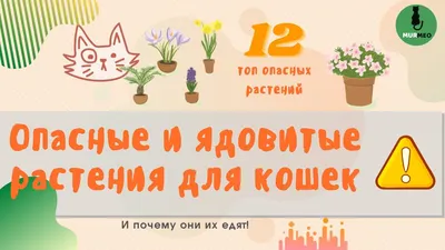 Растения для кошек, ядовитые, опасные, вредные, полезные комнатные растения  | Кошки - кто они?