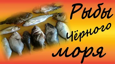 Опасные обитатели Азовского моря