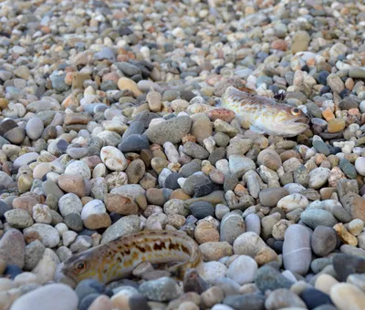 Какие рыбы водятся в Черном море у берегов Анапы?