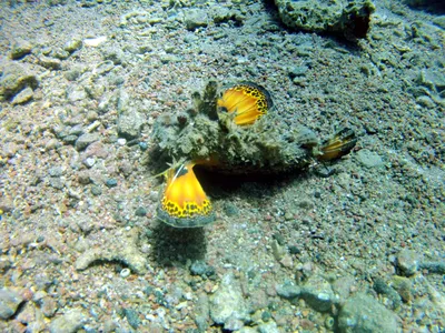 Какие рыбы водятся в Черном море у берегов Анапы?