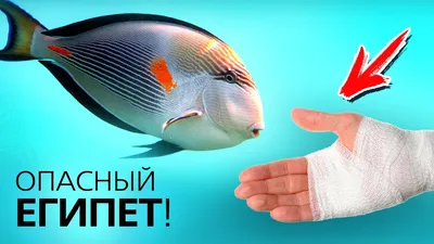 Библио Глобус Египет - Морские животные, рыбы и кораллы Красного моря,  опасные для человека Красное Море - богатейшее по своей флоре и фауне,  предоставляет отдыхающим уникальную возможность насладиться неповторимым  зрелищем: рыба-наполеон, разноцветные