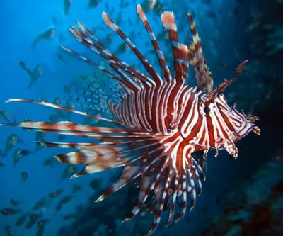 Опасные обитатели Красного моря | Рыбы Красного моря