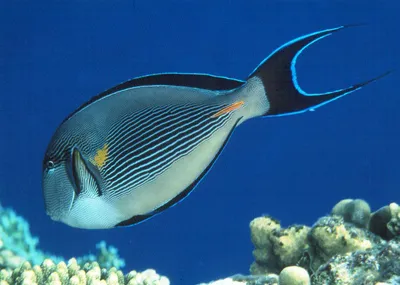 Спинороговые | Рыбы Красного моря