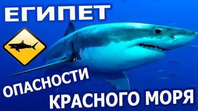 Рыба-крылатка - опасная обитательница Красного моря