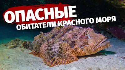 Рыбы Красного моря с названиями.Каталог.3й Фильм. Опасные. Египет.  Шарм-Эль-Шейх. - YouTube