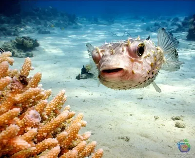 Рыбы Красного моря c названиями Каталог 1й фильм Опасные (с 13:22 фильма)  Египет Иордания Акаба - YouTube