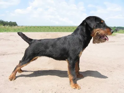 Ягдтерьер (Немецкий ягдтерьер) / Deutcher Jagdterrier (German Hunting  Terrier) - PetsPoint.ru