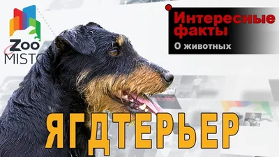 Ягдтерьеры и охота » Search