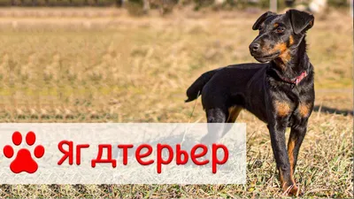 Ягдтерьер – собака одного хозяина родом из Германии | Собаки |  Dogsacademy.ru | Дзен