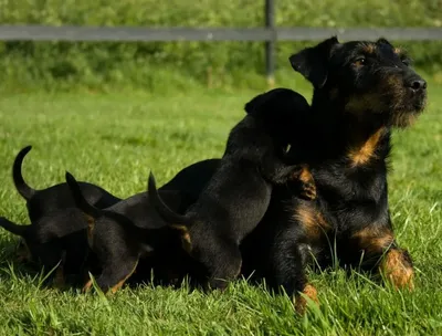 Пропала собака Немецкий ягдтерьер в лесу, Забайкальский край | Pet911.ru