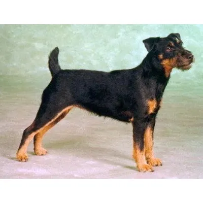 Немецкий ягдтерьер (Deutcher Jagdterrier) (Породы собак) ягдтерьер фото,  ягдтерьер купить, щенки ягдтерьера, ягдтерьер видео, собака ягдтерьер,  порода ягдтерьер, немецкий ягдтерьер, купить щенка ягдтерьера Энциклопедия  о животных EGIDA.BY