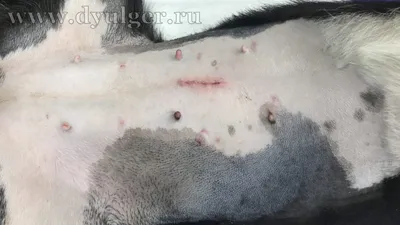 Ветеринарна клініка 38.8 - 8 мая, собака Ника, французский бульдог, 9.5  лет. Пиометра (гнойное воспаление матки), проведена операция по удалению  яичников и матки с гнойным содержимым. Вес удаленного органа составил 987 г.