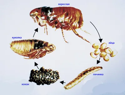 Яйца блох у собак фото фото