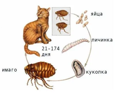 Как определить наличие блох в доме: простые способы проверить