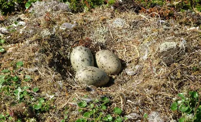 Завирушка лесная (Prunella modularis)