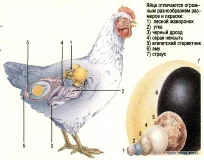 ВОСЕМЬ ЯИЦ В КЛАДКЕ ЧЁРНОГО ДРОЗДА TURDUS MERULA