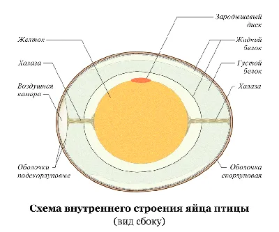 Гнёзда, яйца, птицы Келси Осейд - купить книгу Гнёзда, яйца, птицы в Минске  — Издательство Попурри на OZ.by