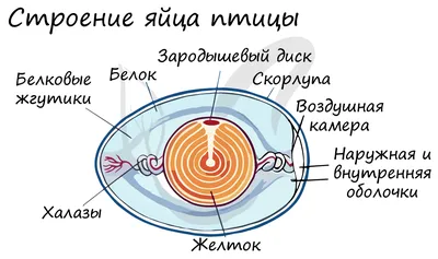 Дефицит курятины и яиц возник в ЮАР из-за гриппа птиц | Ветеринария и жизнь