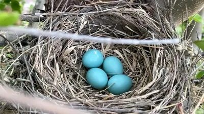 Яйцо в носочке: История человека, обкрадывавшего птиц — Bird In Flight