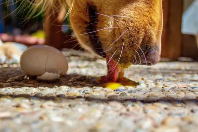 Глисты у собак 🐶 – причины заражения, симптомы и лечение гельминтоза