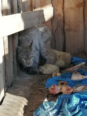 Кошка с выгребной ямы посетила салон - до и после ?