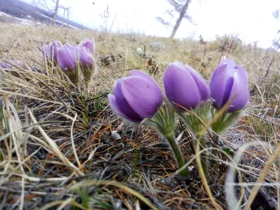 В окрестностях Якутска расцвели подснежники