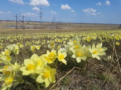 Фотофакт: в Якутске расцвели подснежники - к долгой и теплой осени!