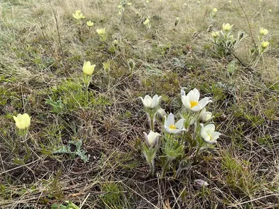 Подснежники и жопа с хвостом.