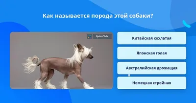 Home Fauna - 😎Когда японский художник-модельер Якио Като... | Facebook