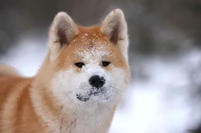 Японский шпиц (Japanese Spitz) - активная, преданная и очень игривая порода  собак. Фото, описание и отзывы.