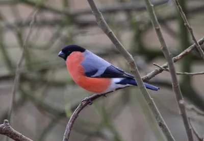 Яркие Птицы Сейшел - Красный Мадагаскар Fody (Foudia Madagascariensis)  Сидит На Гибискуса Растения Фотография, картинки, изображения и  сток-фотография без роялти. Image 65611445