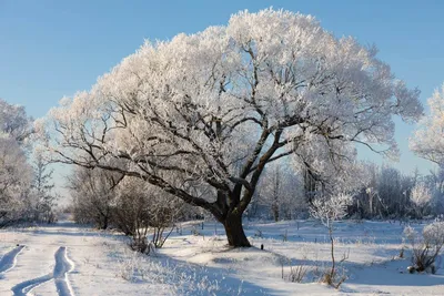 Зимний Ярославль. Часть 1. Центр