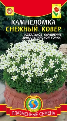 🌱 Ясколка Альпийская по цене от руб: - купить в Москве с доставкой -  интернет-магазин Все Сорта