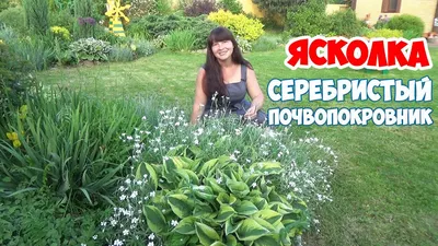 Ясколка войлочная. Контейнер 1,5 л. Продажа с 04/2024 (ID#87304967), цена:  56 ₴, купить на Prom.ua