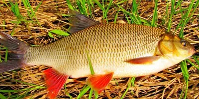 Язь — «золотая голова» - Fishmarket - Пресноводные рыбы