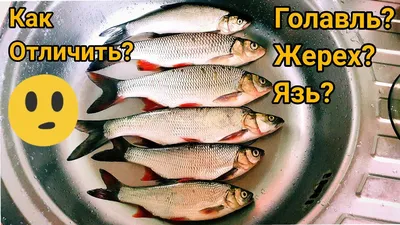 Язь - Рыбы - Русская Рыбалка 4
